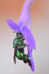 Euglossa