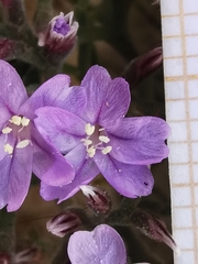 Limonium cordatum