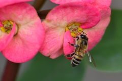 Apis mellifera