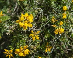 Genista hispanica