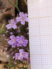 Limonium cordatum