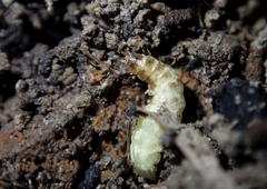 Oculogryphus chenghoiyanae