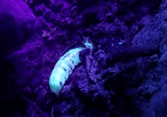 Oculogryphus chenghoiyanae