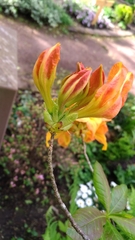 Rhododendron calendulaceum