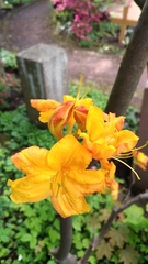 Rhododendron calendulaceum