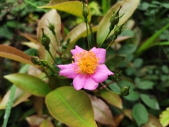 Rosa multiflora cathayensis
