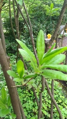 Rhododendron calendulaceum