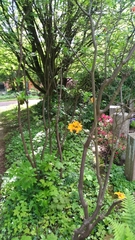 Rhododendron calendulaceum