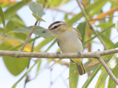Vireo chivi