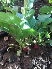 Raphanus sativus radicula