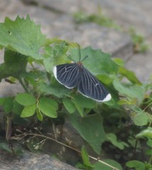 Melanchroia chephise
