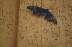 Heraclides anchisiades