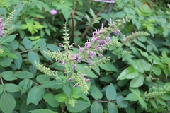 Salvia bowleyana