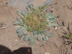 Gamocarpha scapigera