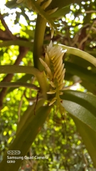 Campylocentrum micranthum