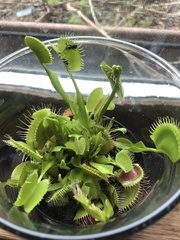 Dionaea
