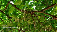 Campylocentrum micranthum