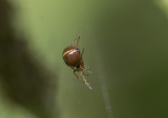 Arachnida