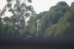 Pitangus sulphuratus