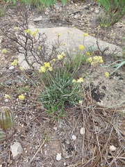 Eriogonum lachnogynum