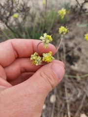 Eriogonum lachnogynum