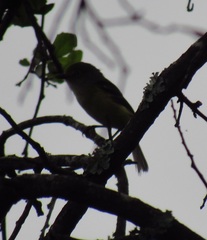 Vireo griseus