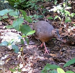 Crypturellus cinnamomeus
