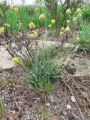 Eriogonum lachnogynum