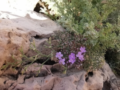 Limonium cordatum