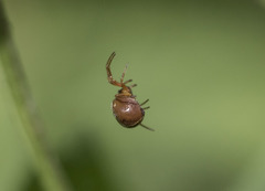 Arachnida