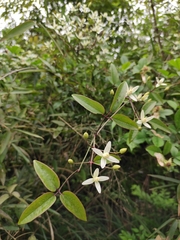 Clematis chinensis
