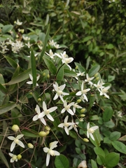 Clematis chinensis