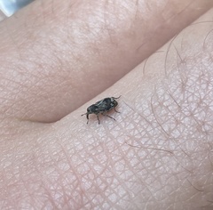 Acoptus suturalis