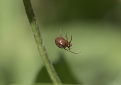 Arachnida
