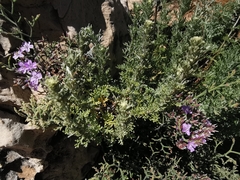Limonium cordatum