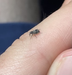 Acoptus suturalis