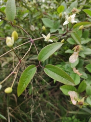 Clematis chinensis
