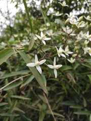 Clematis chinensis