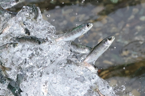 Chinook Salmon