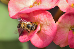 Apis mellifera
