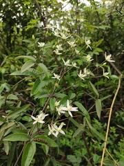 Clematis chinensis