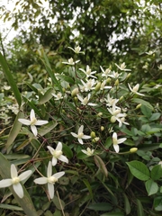 Clematis chinensis