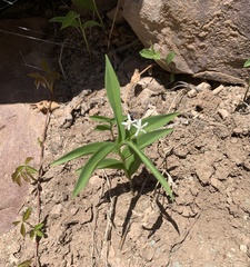 Leucocrinum montanum