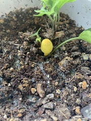 Leucocoprinus birnbaumii image