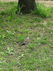 Turdus pilaris