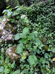 Valeriana pyrenaica