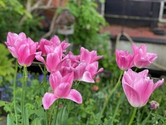 Tulipa