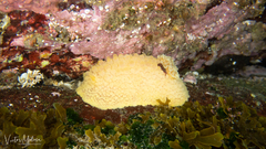 Allopetrolisthes spinifrons