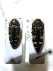 Acmaeodera hepburnii