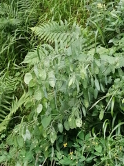 Lunaria annua